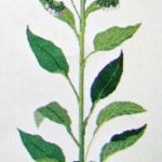 Comfrey