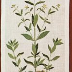 Soapworts
