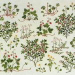 Berries of the Forrest