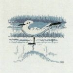 Black Headed Gull