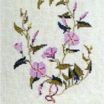 Field Bindweed