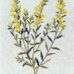 Dyers Greenweed