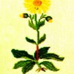 Arnica