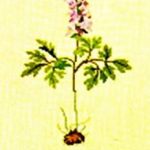 Corydalis Holewort