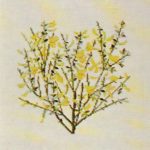 Common Broom