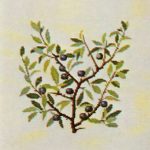 Sloe