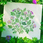 Wild Rose
