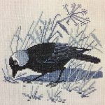Jackdaw