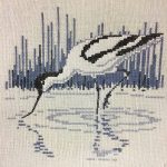 Pied Avocet