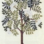 Mountain Ash