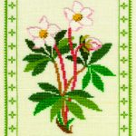 Christmas Rose