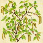 Birch