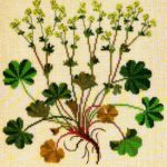 Lady's Mantle