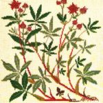Marsh Cinquefoil