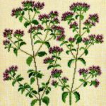 Marjoram