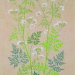 Wild Chervil