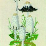 Shaggy Ink Cap