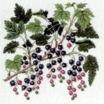 Blackcurrant