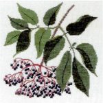 Elder