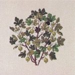 Gooseberry