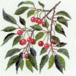 Cherry