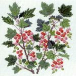 Redcurrant