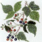 Blackberry