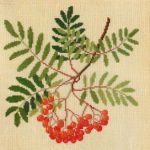 Mountain Ash