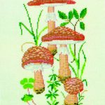 Blusher Mushroom