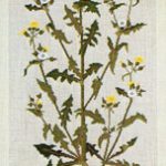 Milk Thistles