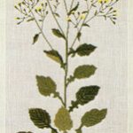 Nipplewort