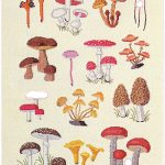 Mushrooms