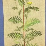 Tansy