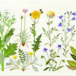The Coasts Flowers