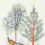 Pheasant