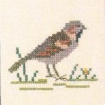 Sparrow