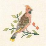 Waxwing
