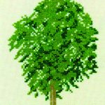 Elm