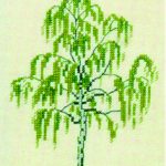 Birch