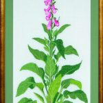 Foxglove
