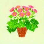 Cineraria