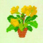Yellow Auricula