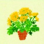 Chrysanthemum