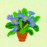 Blue Auricula