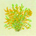 Forsythia