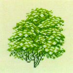 Elder