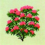 Alpine Rose