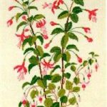 Fuchsia "Dannebrog"