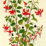 Fuchsia "Lord Roberts"