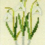 Snowdrops